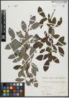 Foto von Salix appendiculata Vill. x Salix aurita L.